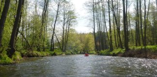 Drzewiczka na trasie Drzewica – Odrzywół