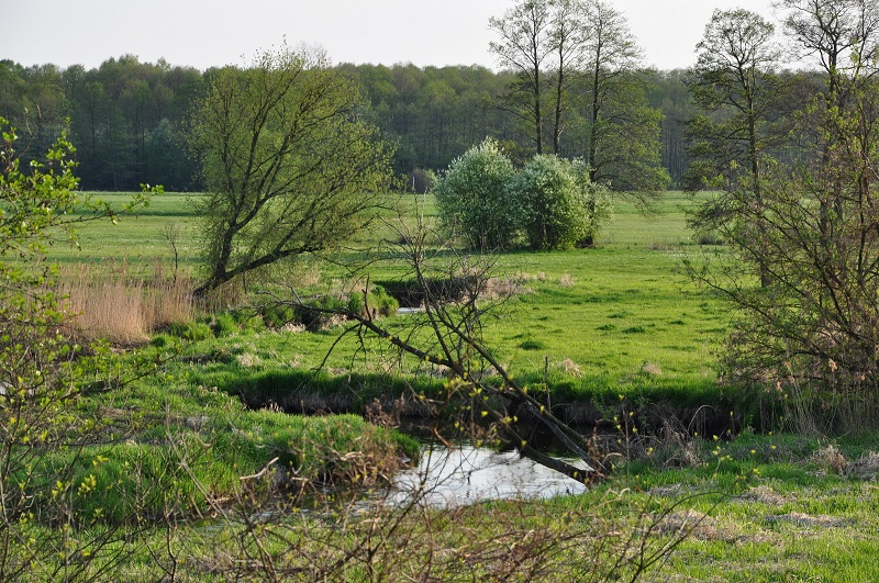 Meandrująca Rawka w okolicach Żydomic