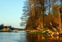 Pilica na trasie Zakościele – Domaniewice (22 km), szlakiem wysp do promu.