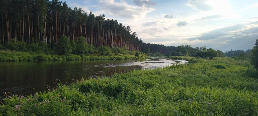 Rzeka Pilica